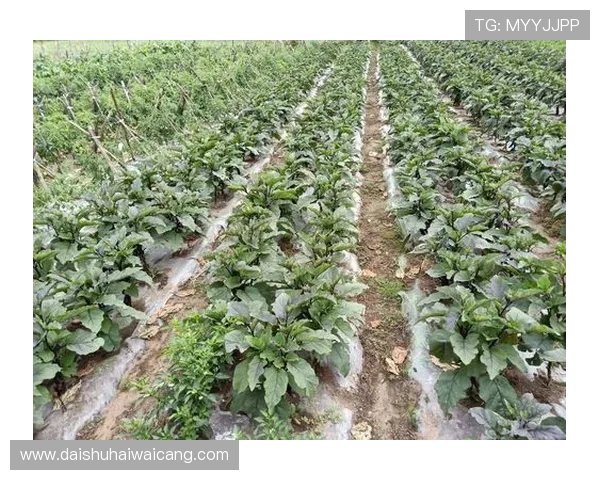 K8视讯电玩的优惠活动与福利政策详解，让你在娱乐中轻松获得更多实惠与奖励